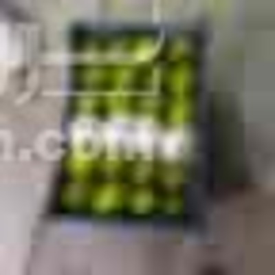 فروش لیمو سنگی