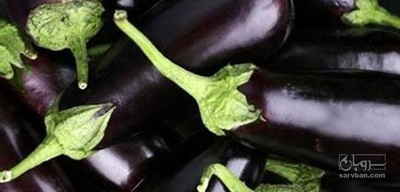 فروش بادمجان