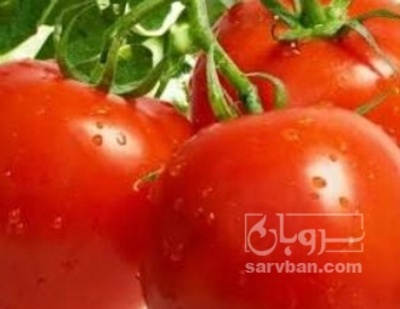 فروش گوجه فرنگی تیوا