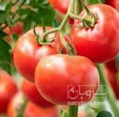 فروش گوجه فرنگی بروبیو