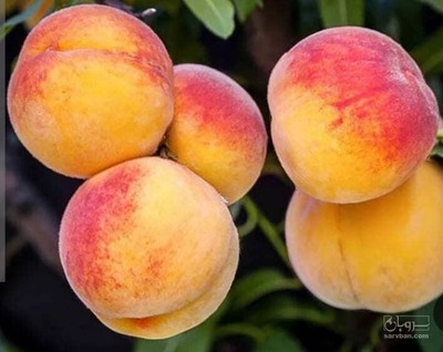 فروش هلو زعفرانی