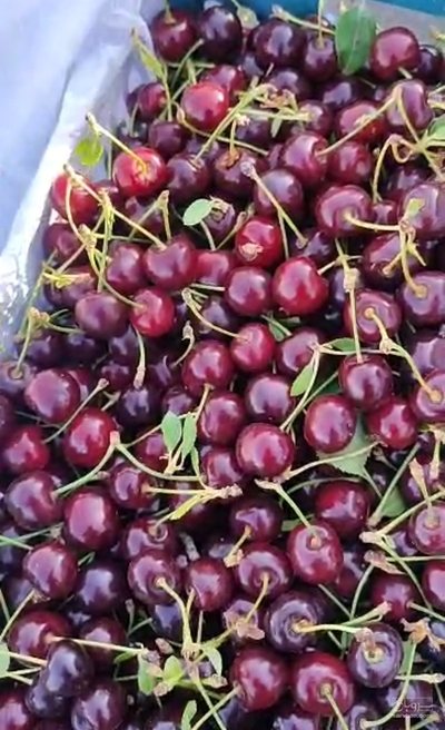 فروش آلبالو