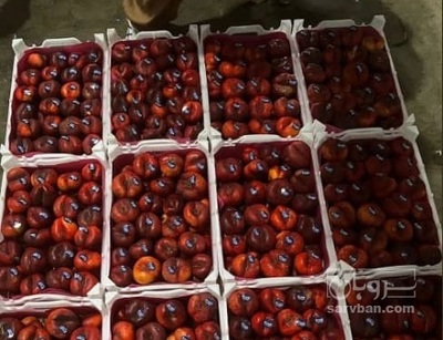 فروش شلیل انجیری