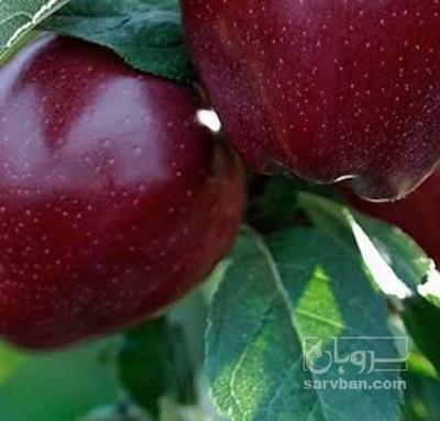 فروش سیب قرمز