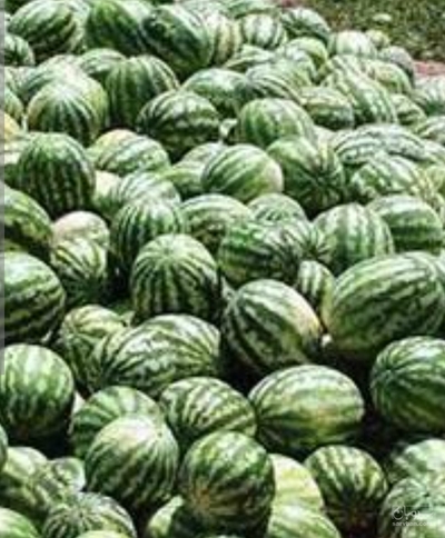 فروش هندوانه