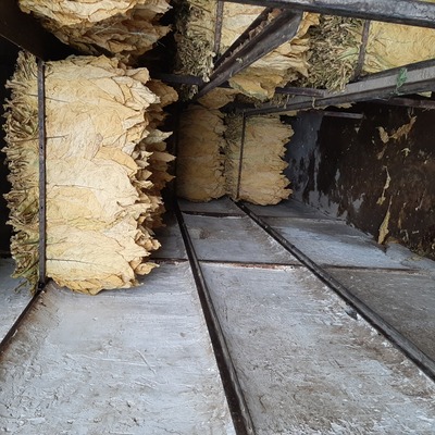 فروش توتون ویرجینیا