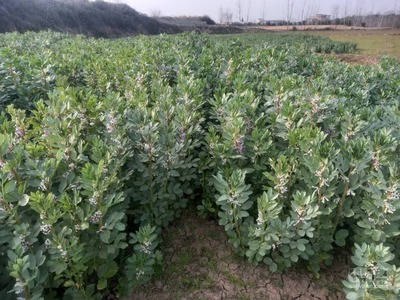 فروش باقلا تازه - باقالی - باقالا