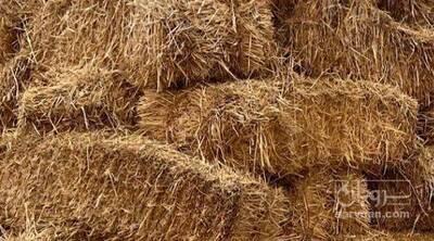 فروش کاه و کلش گندم