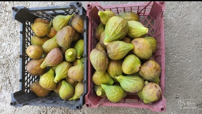 فروش انجیر