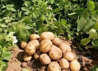 فروش سیب زمینی