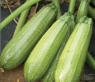 فروش کدو  سبز