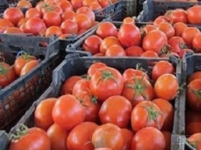 فروش گوجه فرنگی
