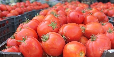 فروش گوجه فرنگی
