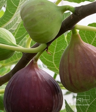 فروش انجیر