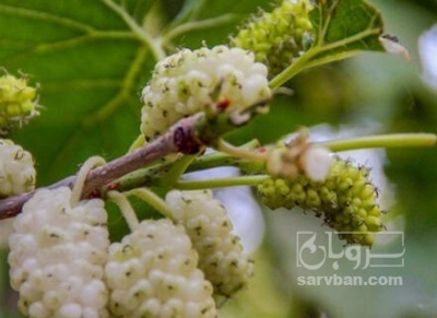 فروش توت درختی