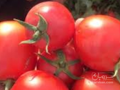 فروش گوجه فرنگی