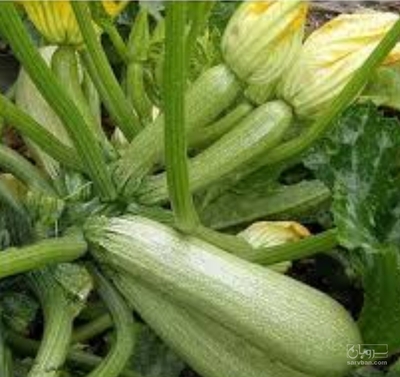 فروش کدو  سبز