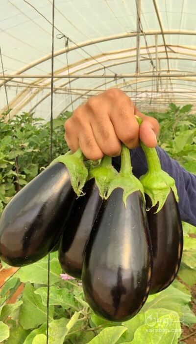 فروش بادمجان