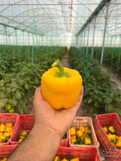 فروش فلفل دلمه ای