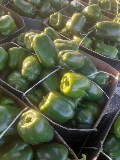 فروش فلفل دلمه ای