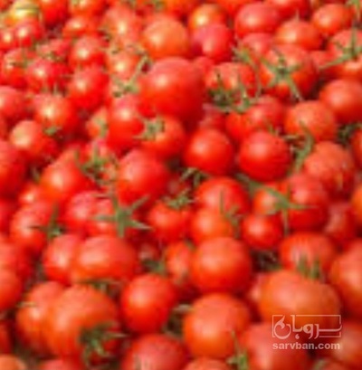 فروش گوجه فرنگی