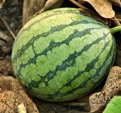 فروش هندوانه