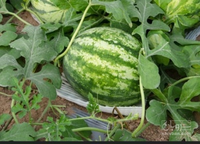 فروش هندوانه