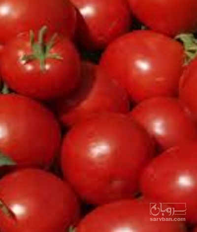 فروش گوجه فرنگی