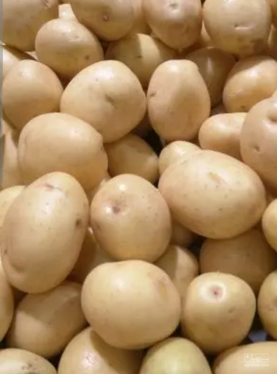 فروش سیب زمینی