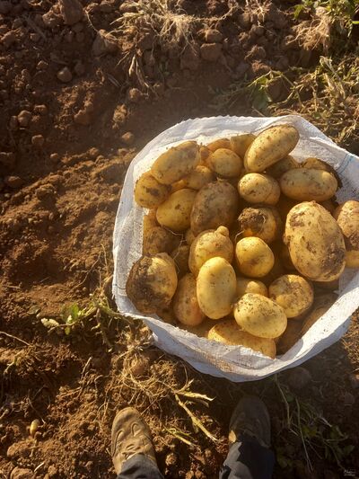 فروش سیب زمینی