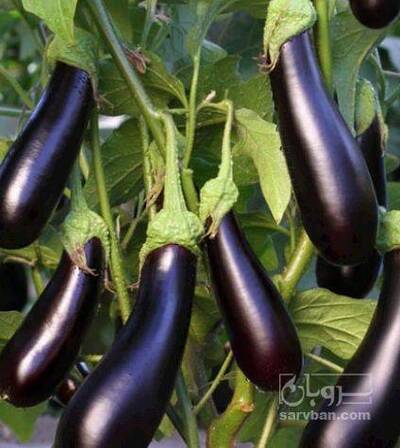 فروش بادمجان قلمی هوای ازاد
