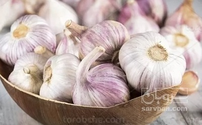 فروش سیر