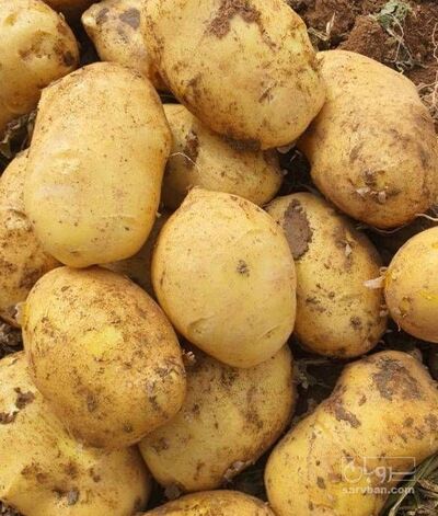 فروش سیب زمینی اگریا