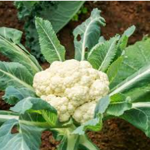 فروش گل کلم