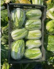 فروش کاهو چینی