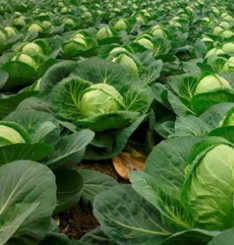 فروش کلم پیچ