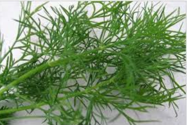 فروش شوید تازه