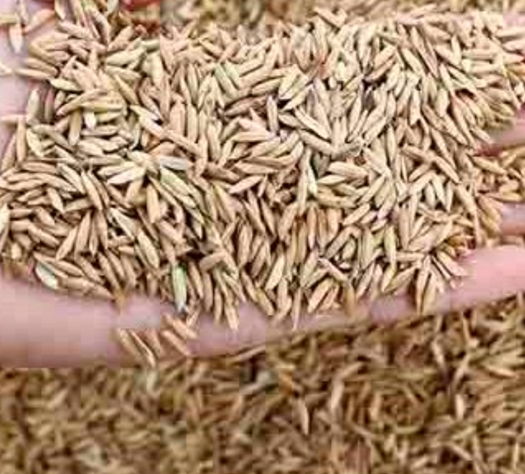 فروش برنج (مشتقات)