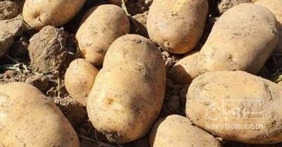 فروش سیب زمینی اگریا