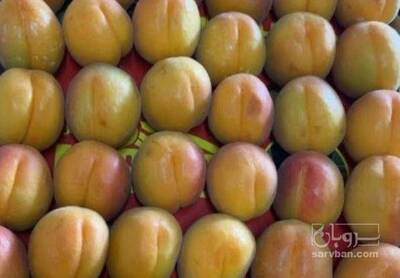 فروش زردآلو