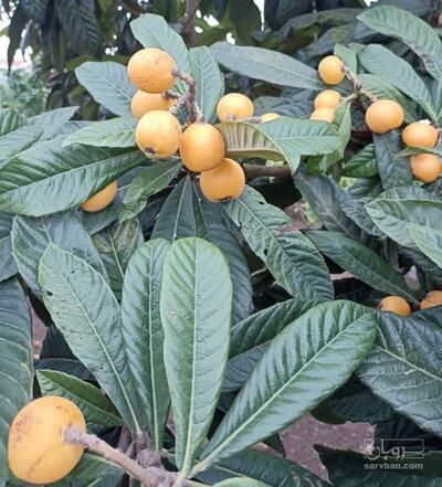 فروش ازگیل ژاپنی