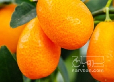 فروش کامکوات (پورنج)