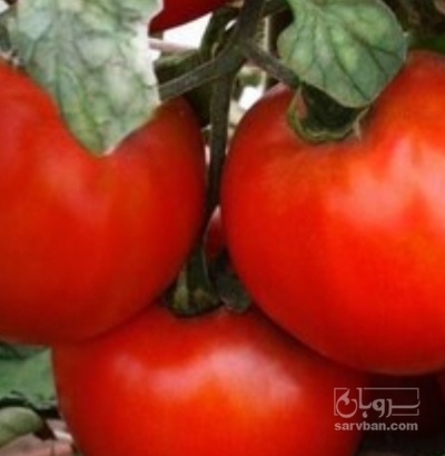 فروش گوجه فرنگی