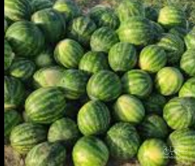 فروش هندوانه