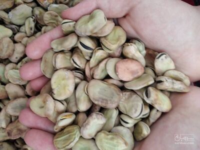 فروش باقلا تازه - باقالی - باقالا