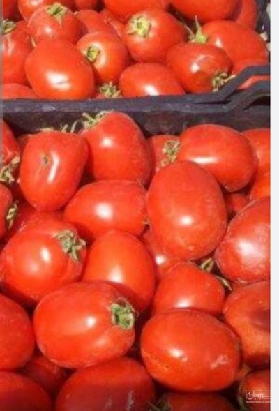 فروش گوجه فرنگی