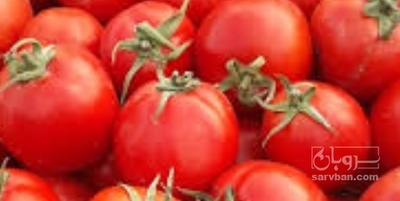 فروش گوجه فرنگی