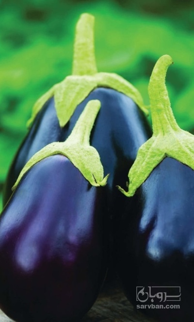 فروش بادمجان دلمه ایی