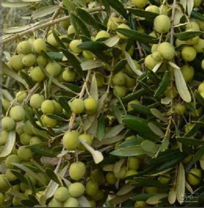 فروش زیتون سبز