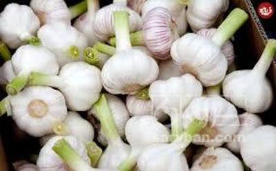 فروش سیرتازه